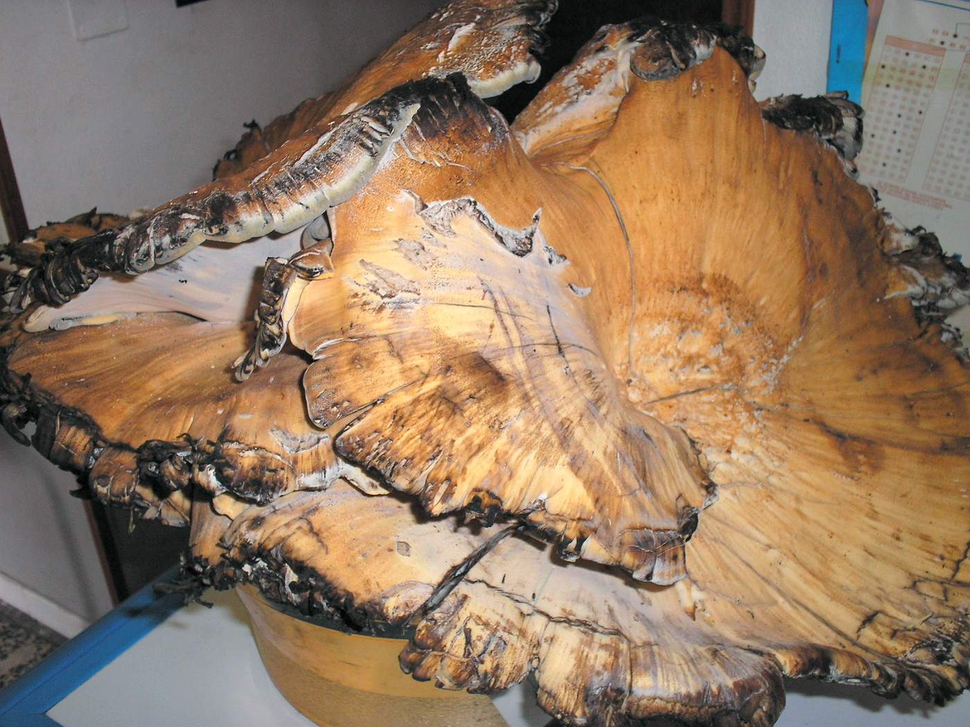 Meripilus giganteus